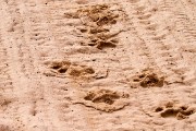 easy to track lions when the walk the road