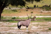 Oops, Oryx see lion NOW!!!!
