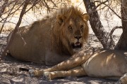 Lions hanging out in the shade
