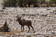 Kudu with springbok