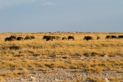 Wildebeest at Okondeka