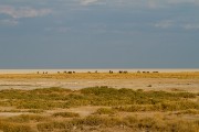 Wildlife on the edge of Etosha Pan