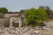 Zebra at Gonob