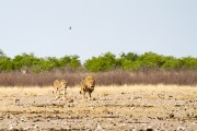 Lions coming to Gemsbokvlakte