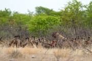 Hyenas and vultures on remains of lion kill