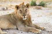 Young male lion laying by the road