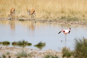 Flamingos at Charitsaub