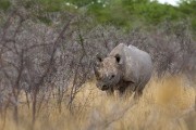 More black rhinos