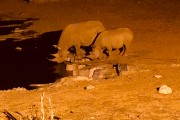 At the waterhole after dark
