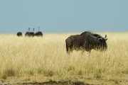Wildebeest and ostrich
