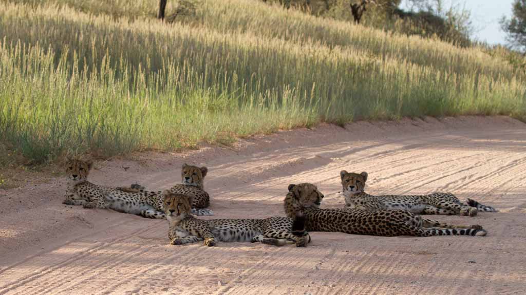 cheetah family