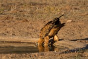 Tawny eagle getting a drink