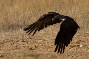 Martial eagle