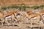 The prey, springbok