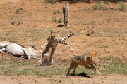 The cheetah cub chases it away