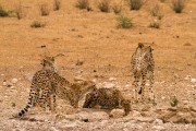 Cheetahs at the Kij Kij waterhole