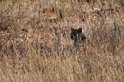 Cub in the tall grass