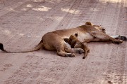 Mom and cub with dad nearby