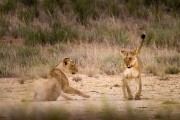 2 of 4 female lions near Twee Rivieren