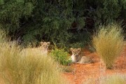 Late in the afternoon we found their spot