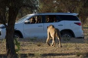 Same lion going for a good look