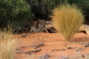 The Kij Kij cubs still in the same den days later