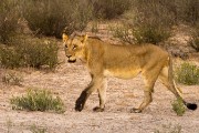 Young male lion has been in the mud