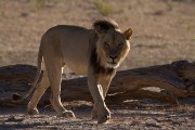 Evening sighting at 14th borehole