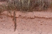 Puff adder crossing the road