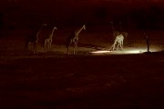 Giraffe at Urikaruus waterhole after dark