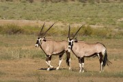 Gemsbok