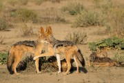 Lots of black backed jackal