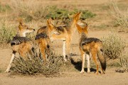 Black backed jackal