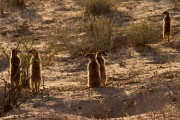 Meerkats