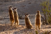 Meerkats