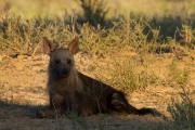 Brown hyena