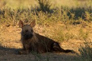 Brown hyena