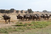 Blue wildebeest