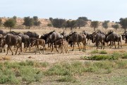 Blue wildebeest