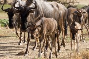 Blue wildebeest