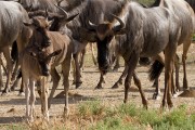 Blue wildebeest