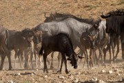 Blue wildebeest