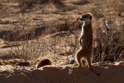 Meercat