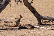 Cape fox at camp