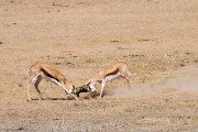 Springbok