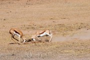 Springbok