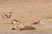 Springbok