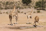 Giraffe at the waterhole