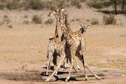 Giraffe at the waterhole