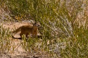 Yellow mongoose